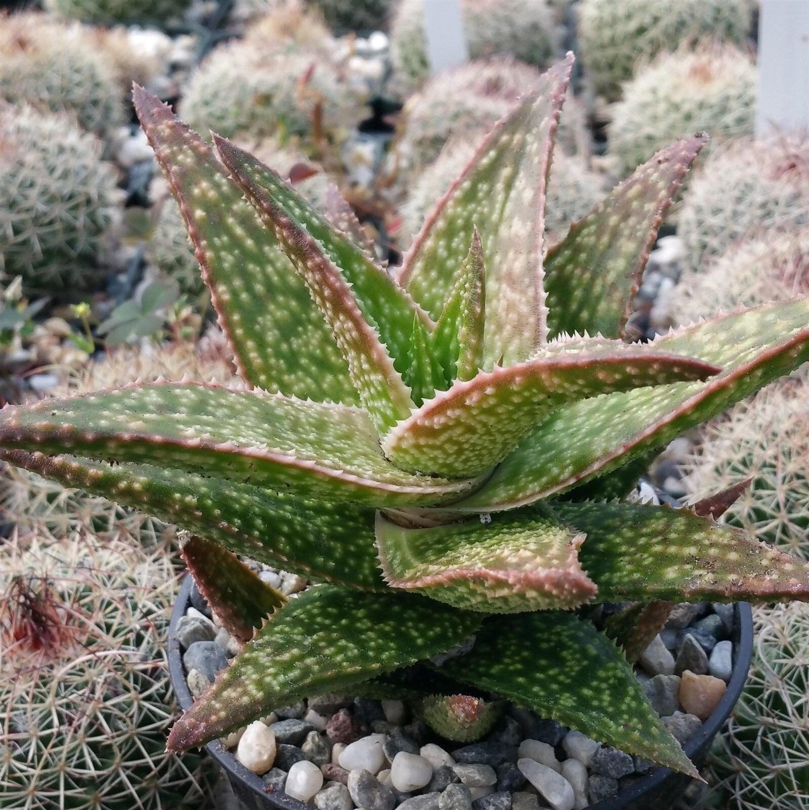 Gasteraloe ” Green Gold ” cactus Cacti Succulent real live plant