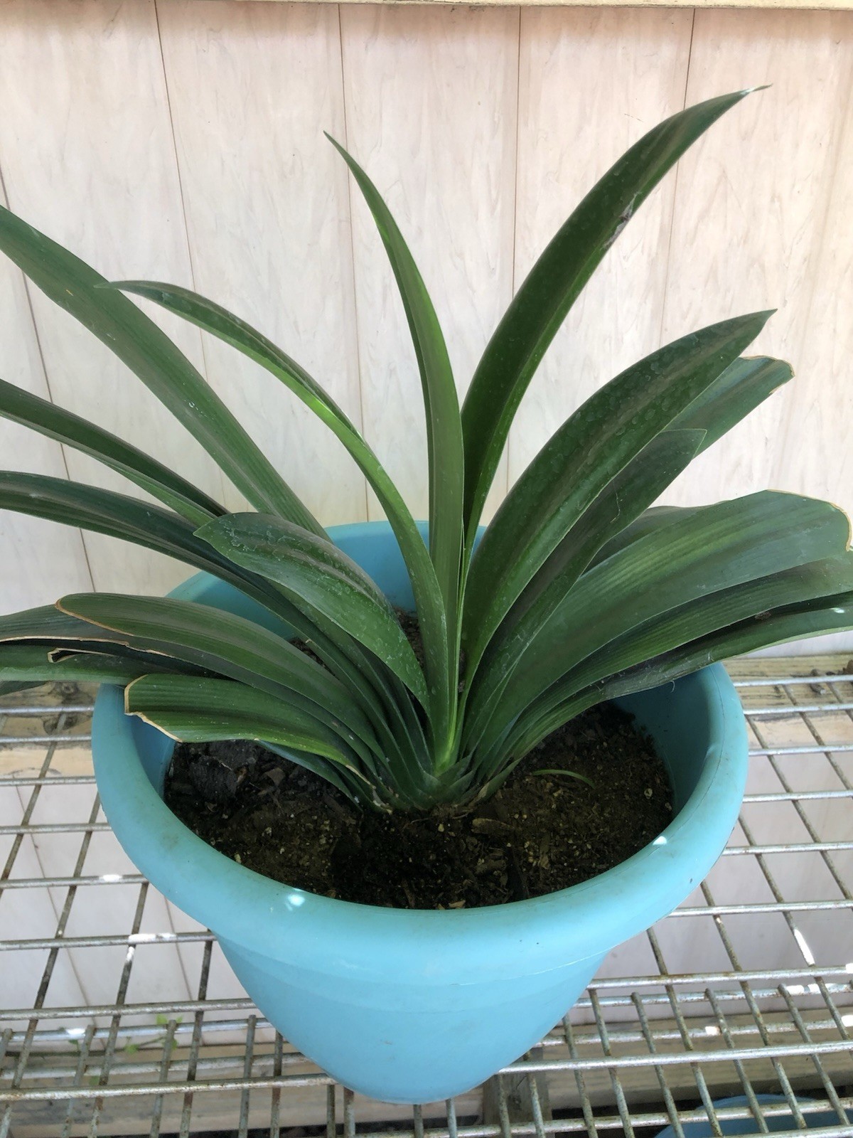 1 Clivia Miniata Bush Lily 15 Leaves Bare Root Orange Flower No Pot