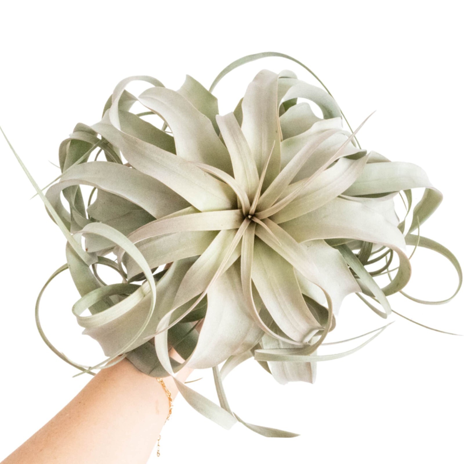 Jumbo Tillandsia Xerographica – Wholesale and Bulk – Easy Indoor/Outdoor Care