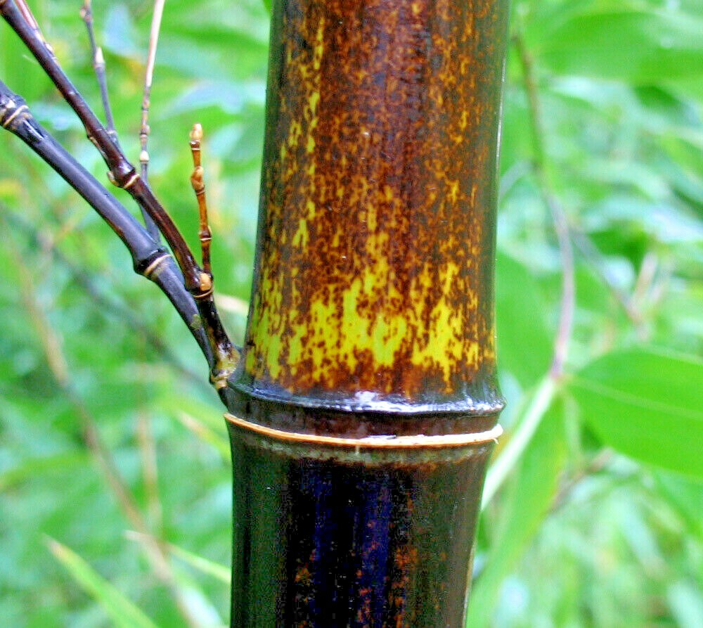 10 PURPLE TIMOR BAMBOO SEEDS – Bambusa lako