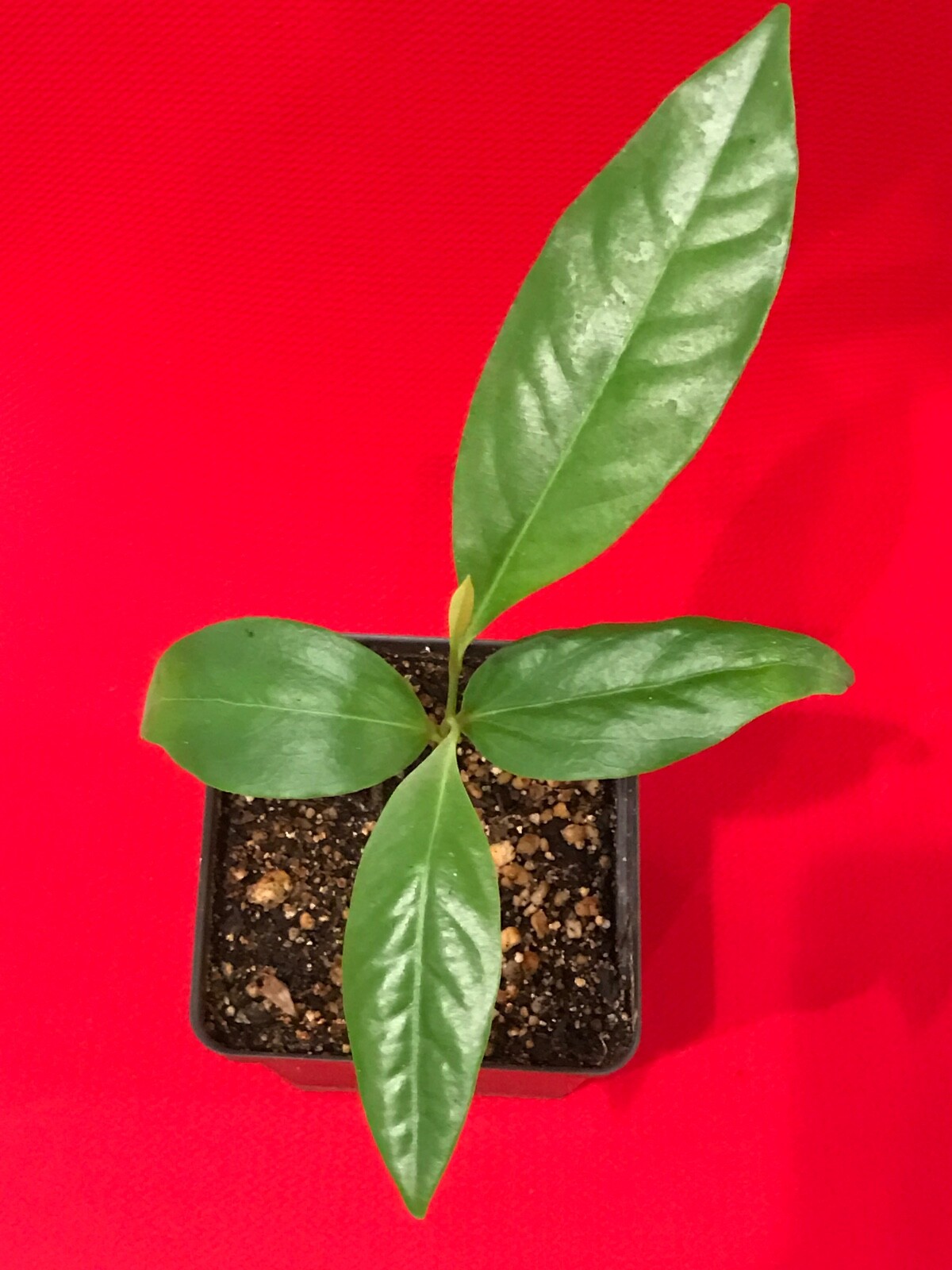 Black Sapote Diospyros Nigra Chocolate Pudding Starter Plant Tropical Fruit Tree