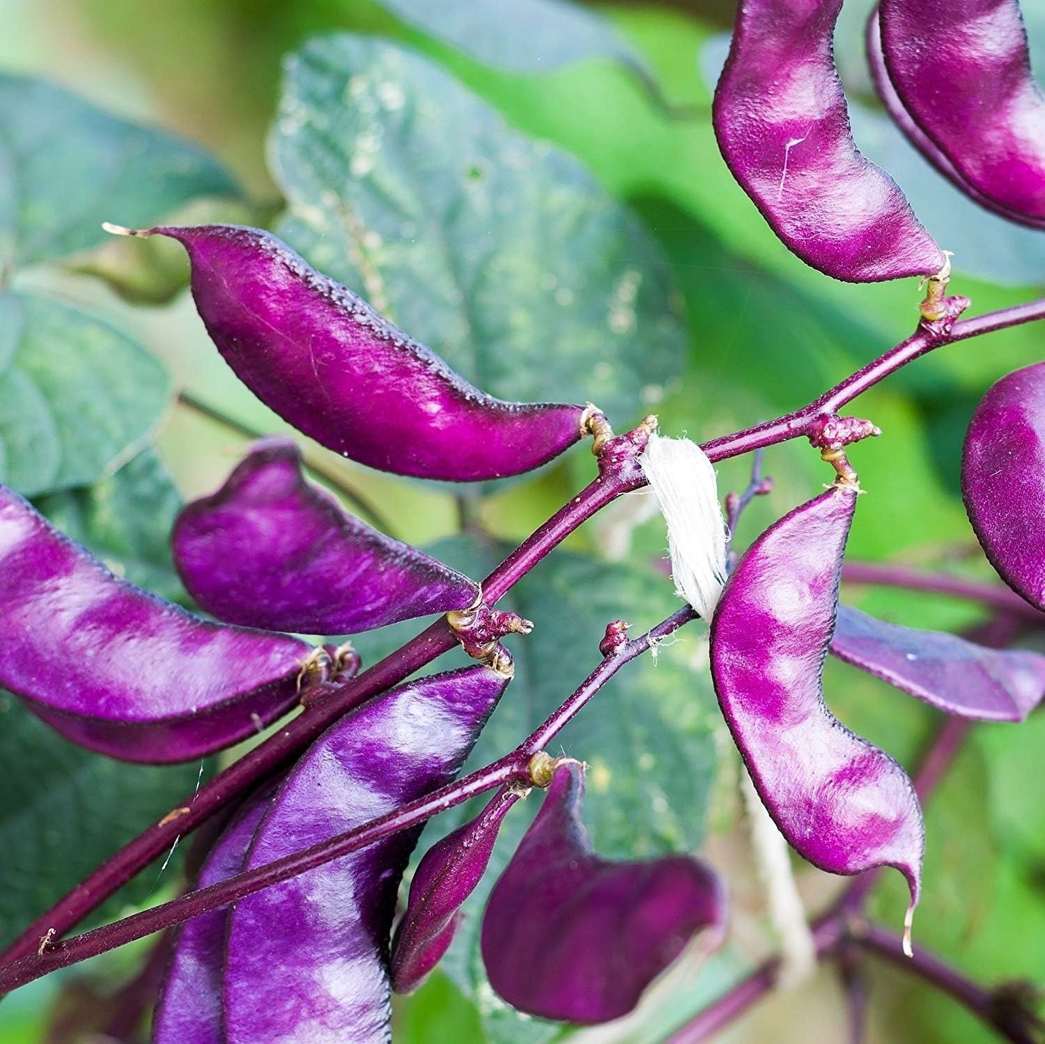 Vibrant Red Hyacinth Beans – 100 Seeds for Sunlit Gardens, Attracts Pollinators
