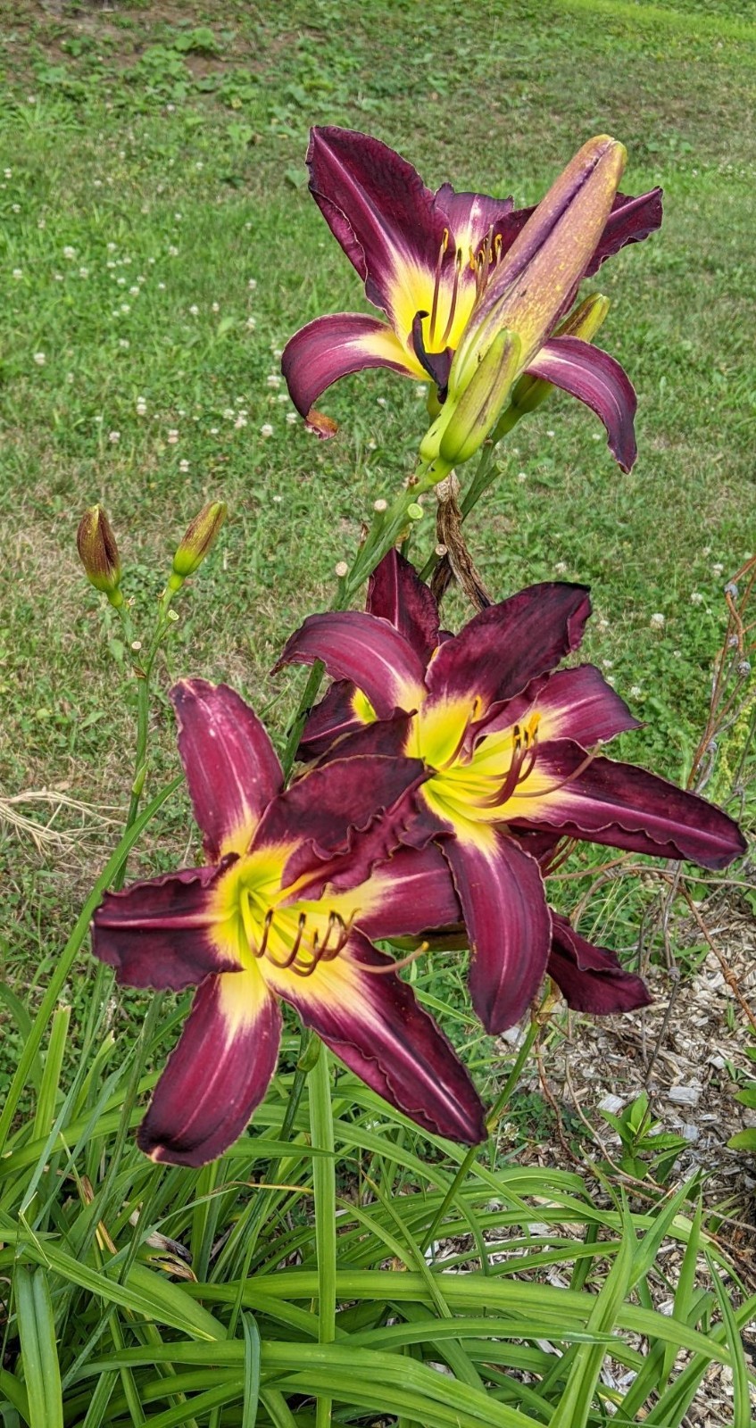 DAYLILY CAMEROON NIGHT – Gorgeous Dark Purple with Green Throat – 2 Fans