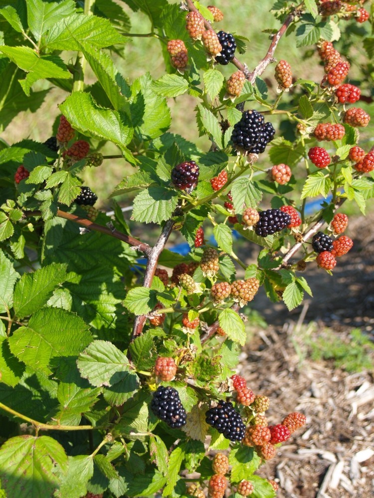 3 Thornless Blackberry Plants “Natchez”, Earliest(Pack of 3 Plug Plants)Zone 5-9