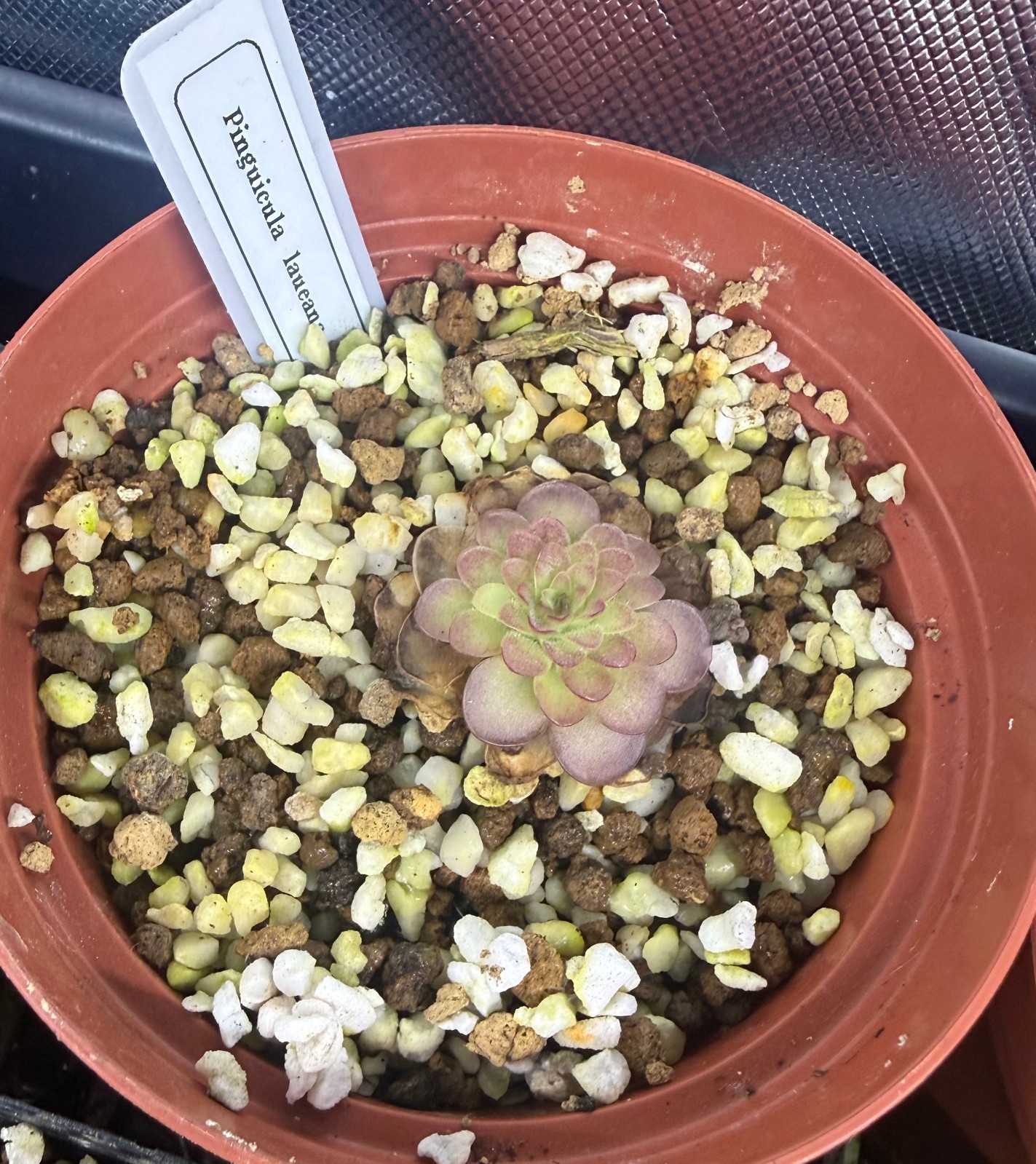 Pinguicula laueana – Mexican Butterwort