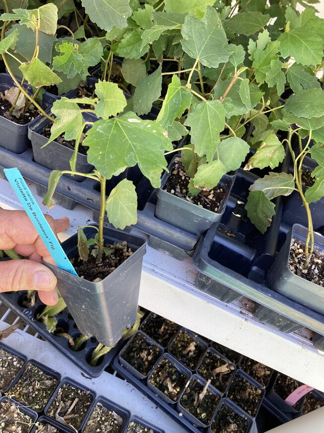 Violette de Bordeaux Fig Tree – Self Fertile