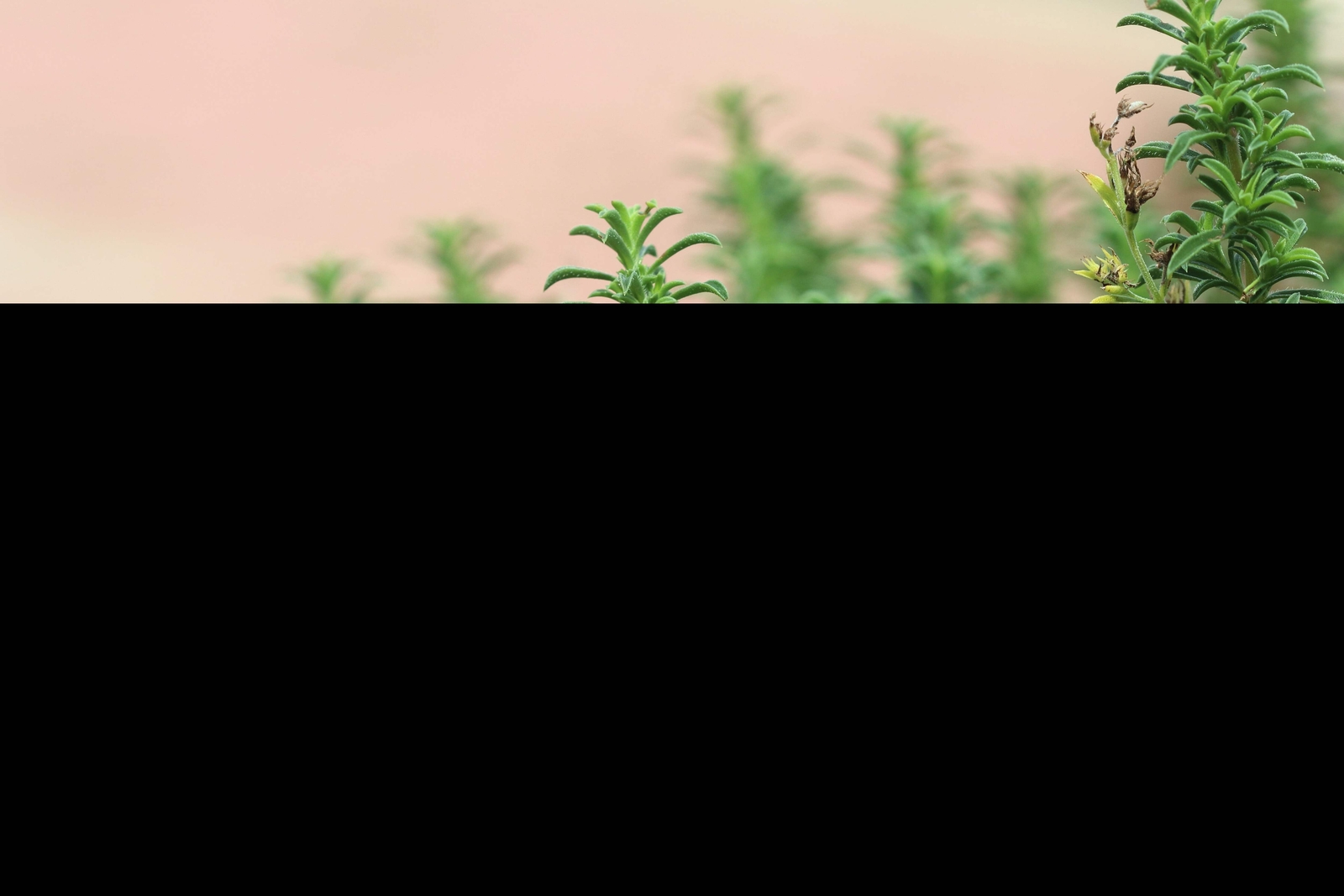 20 MEDITERRANEAN THYME Spiked Thymbra Spicata Savory Herb Za’atar Flower Seeds