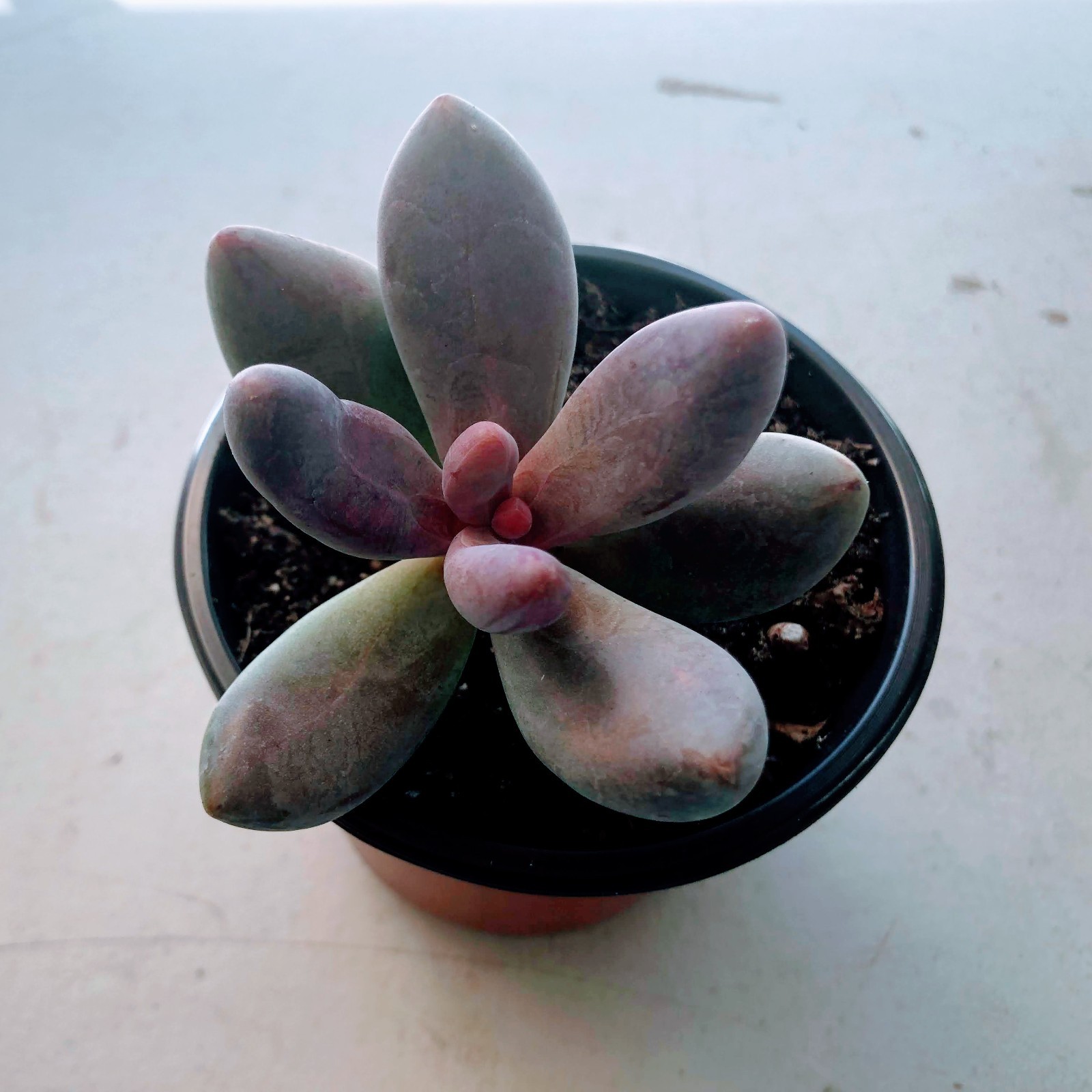 Echeveria Gangzhou Live Succulent Pink Red Tipped Rosette Plant