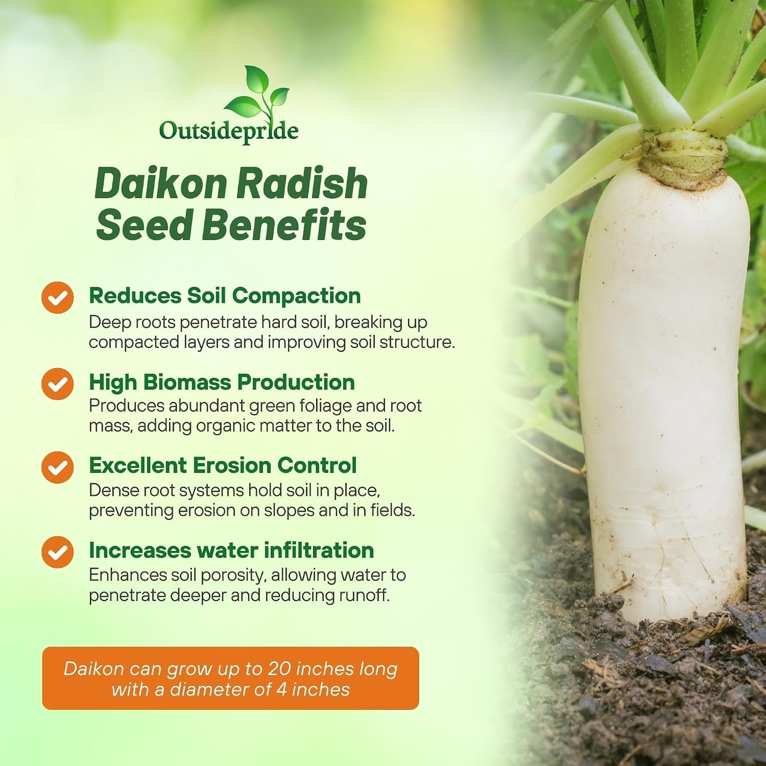Daikon Radish Seeds – 10 lbs – Soil Health & Erosion Control