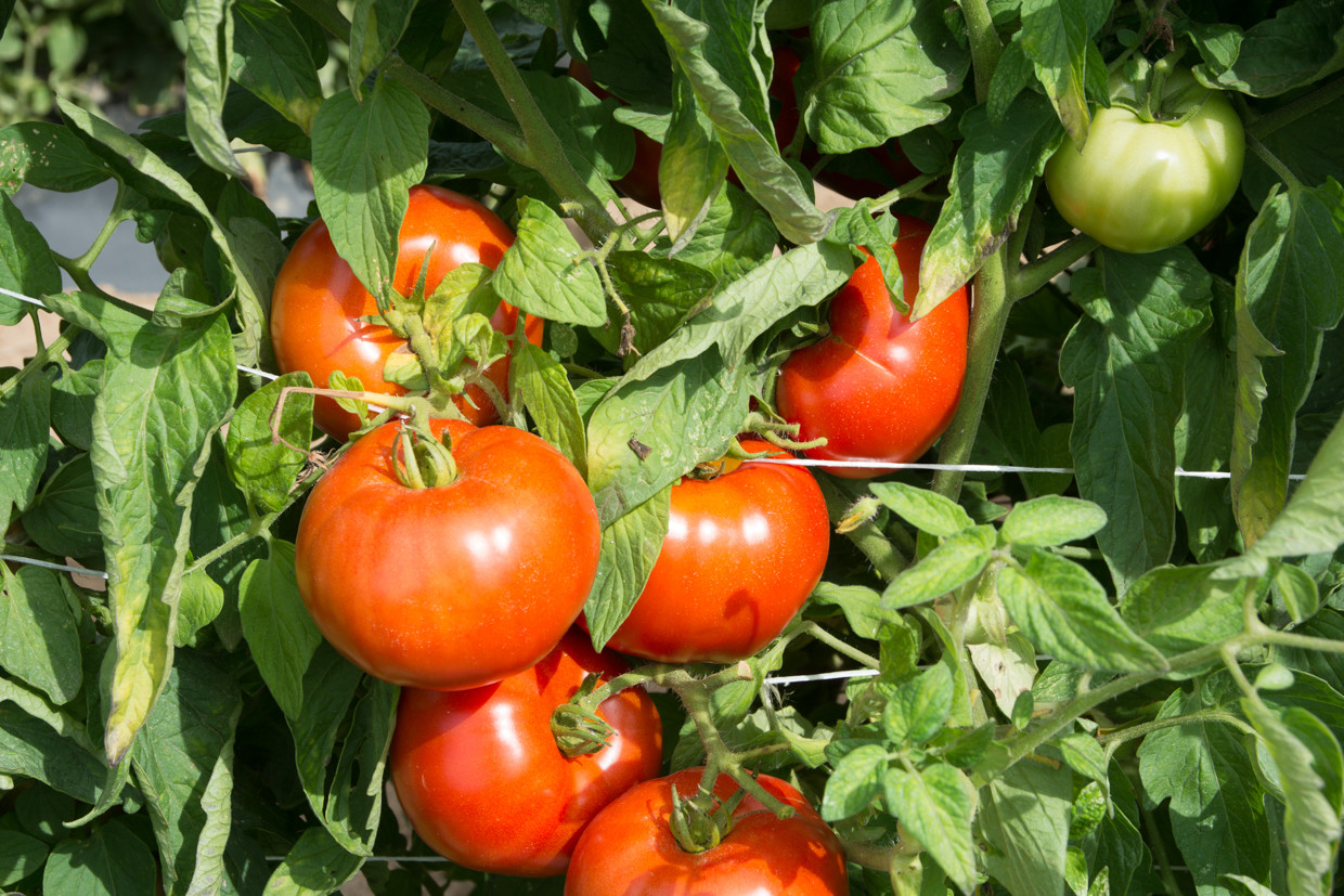 Rutgers Tomato Seeds, 30 Seeds, NON-GMO, Jersey Tomato, BUY 2 WE SHIP 3