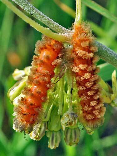 Asclepias viridiflora | Short Green Milkweed | 10 Seeds