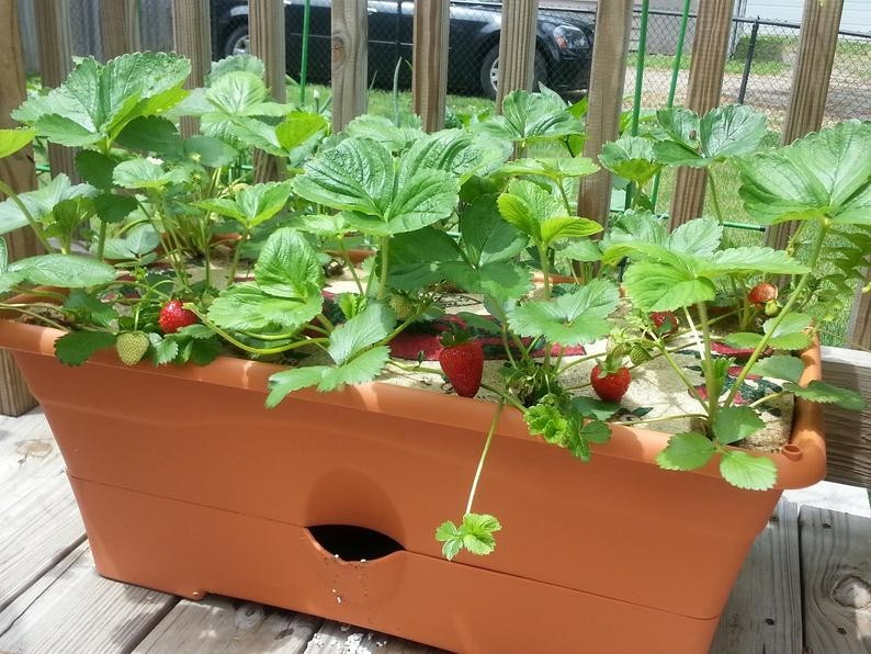 6XL Strawberry Plants “Ozark Beauty” Everbearing(Pack of 6XL Bare Root) Zone 4-9