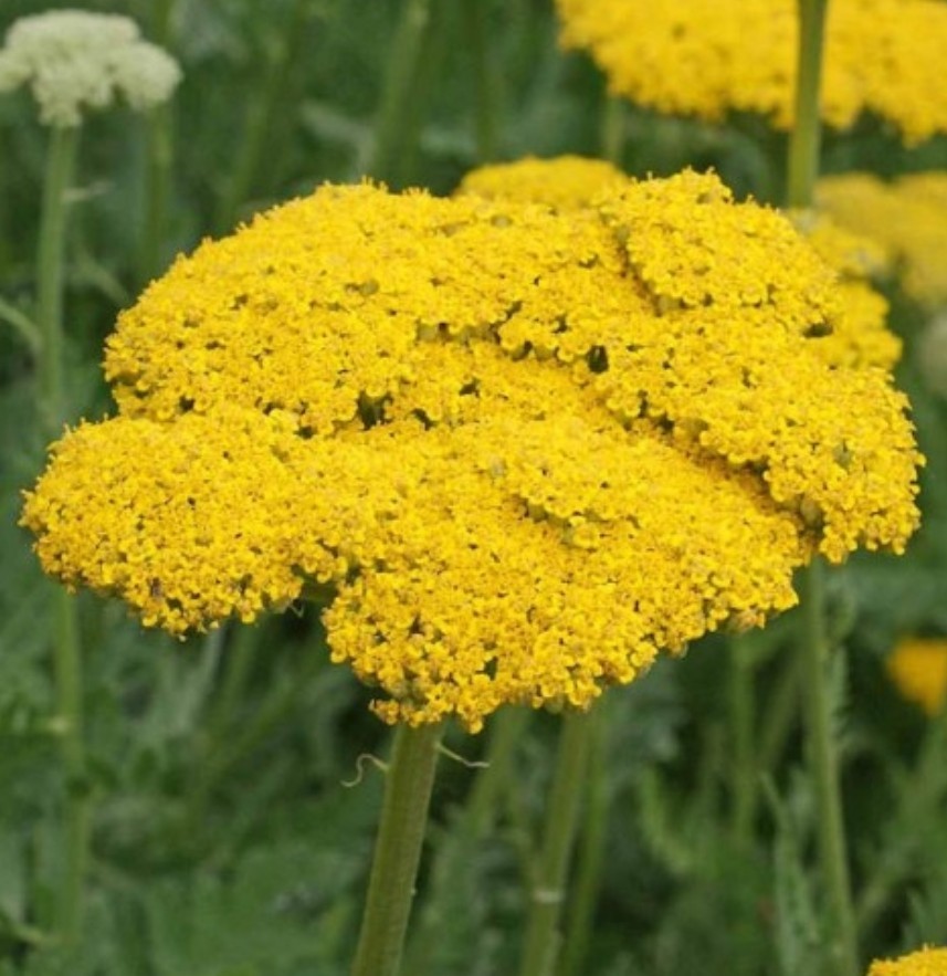 600+ Yellow Yarrow Seeds **Fresh Seeds** ~~Free Shipping ~~