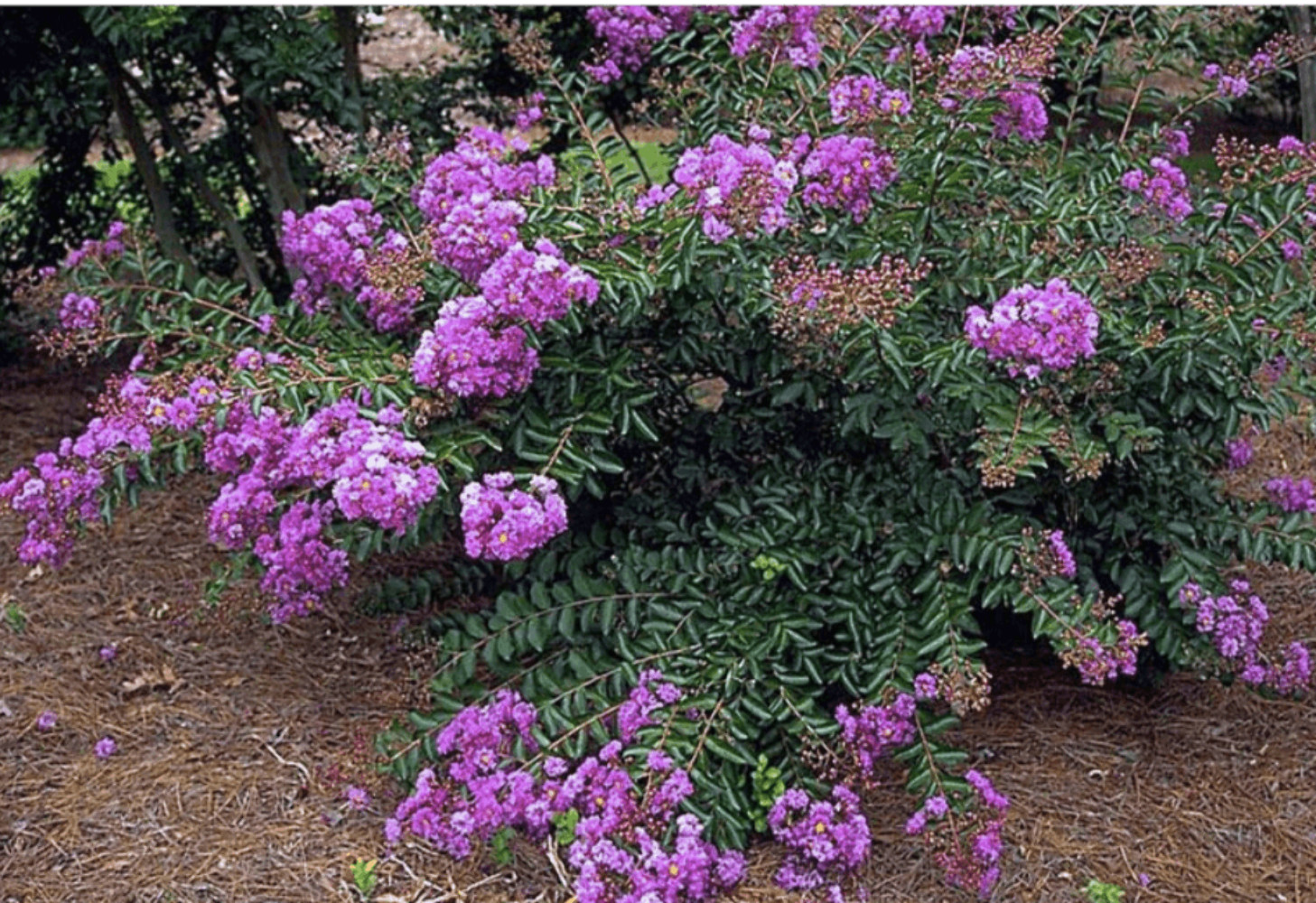 New Orleans Crape Myrtle: Sprawling Branches with Light Purple Flowers