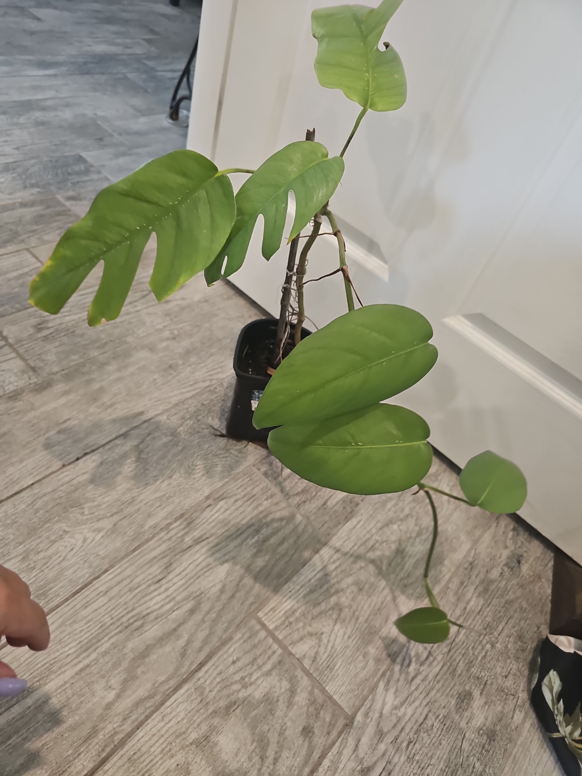 Mature Cebu Blue Pothos Epipremnum Pinnatum Rooted Top Cutting Fenestrated