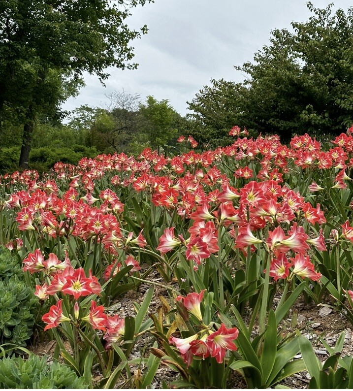 4 Large Amaryllis Bulbs