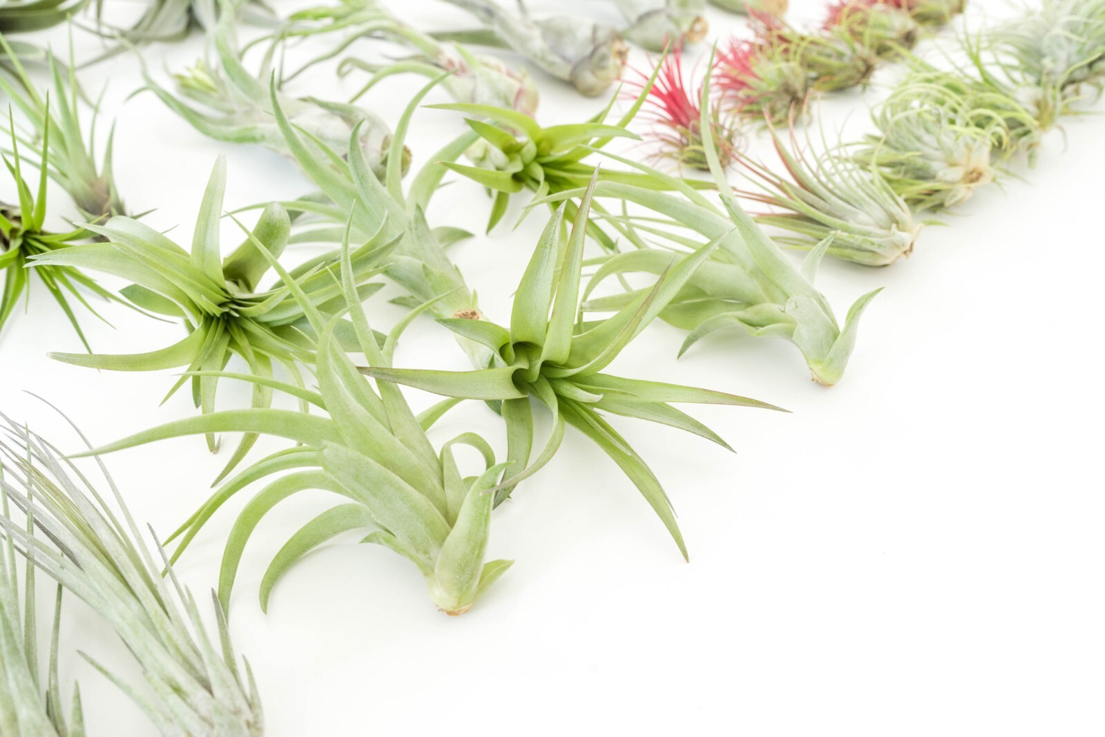 Air Plant Variety Pack of 48 – Live Tillandsia – Easy Indoor Outdoor Home Decor