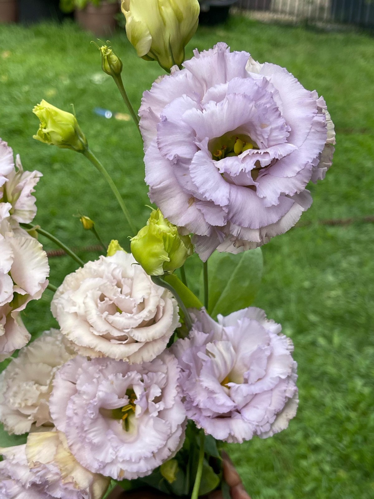 ( 4 ) Lisianthus ‘Chateau Blue’ Plugs – Live Starter Plant – Rose-Like Blooms