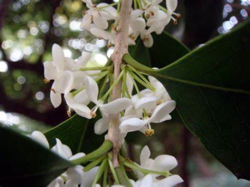 Fragrant Tea Sweet Olive Osmanthus fragrans~~Healthy well rooted starter plant