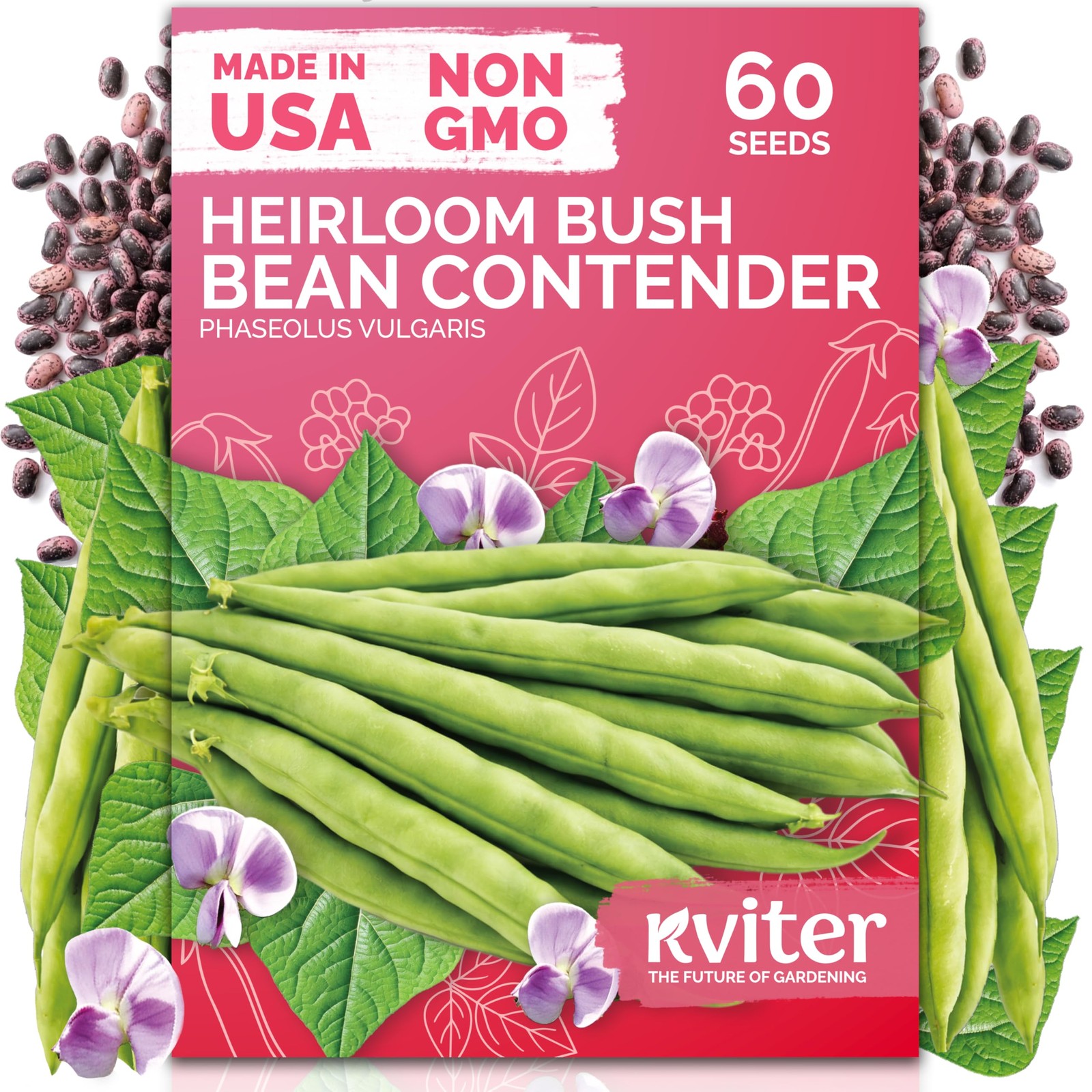 KVITER 60 Contender Bush Bean Seeds (Phaseolus Vulgaris)