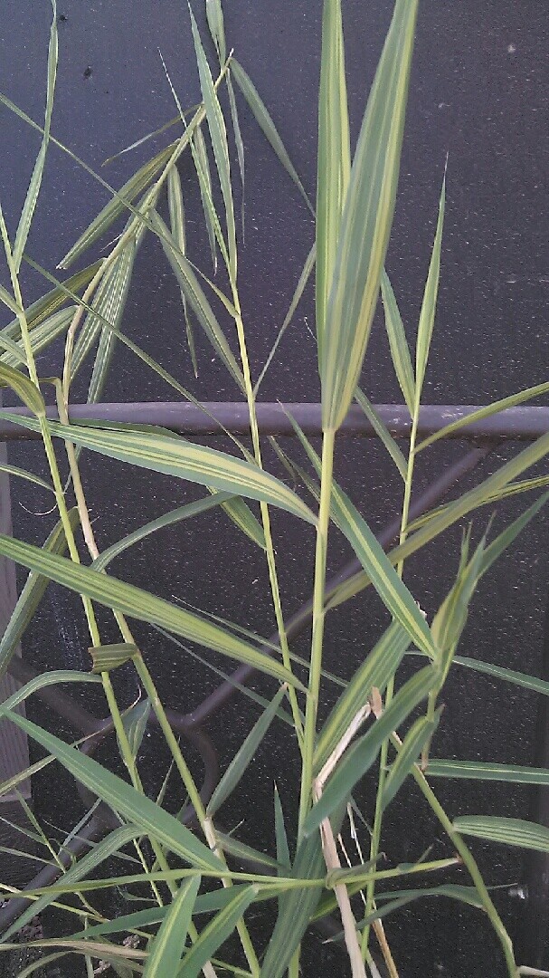SALE Today ! 6 Varieties Of Pond Plants Marginal floating