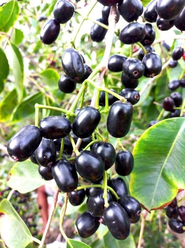 Java Plum Live Plant – 2.5ft Tall – 1 Gallon Pot – Syzygium Cumini Tropical
