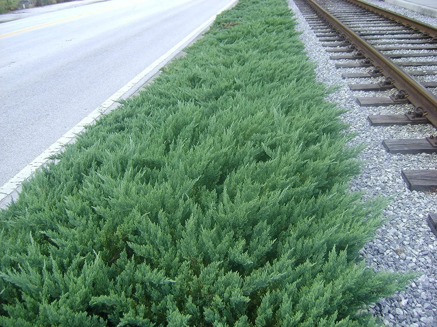 Juniper Parsoni | Large Gallon Size Plants | Juniperus Squamata Expansa…