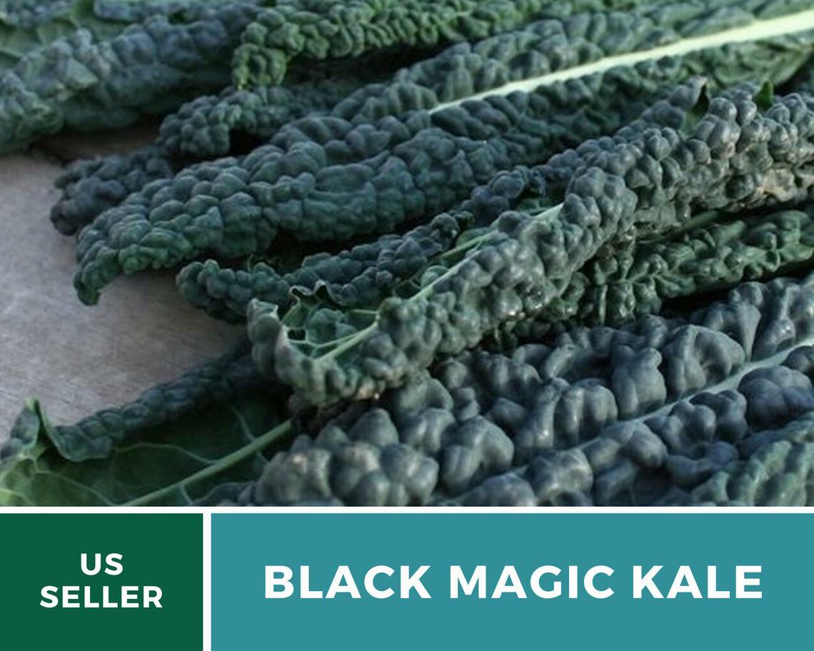 Kale, Black Magic – 100 Seeds – Sow Spring/Summer – NonGMO (Brassica oleracea)