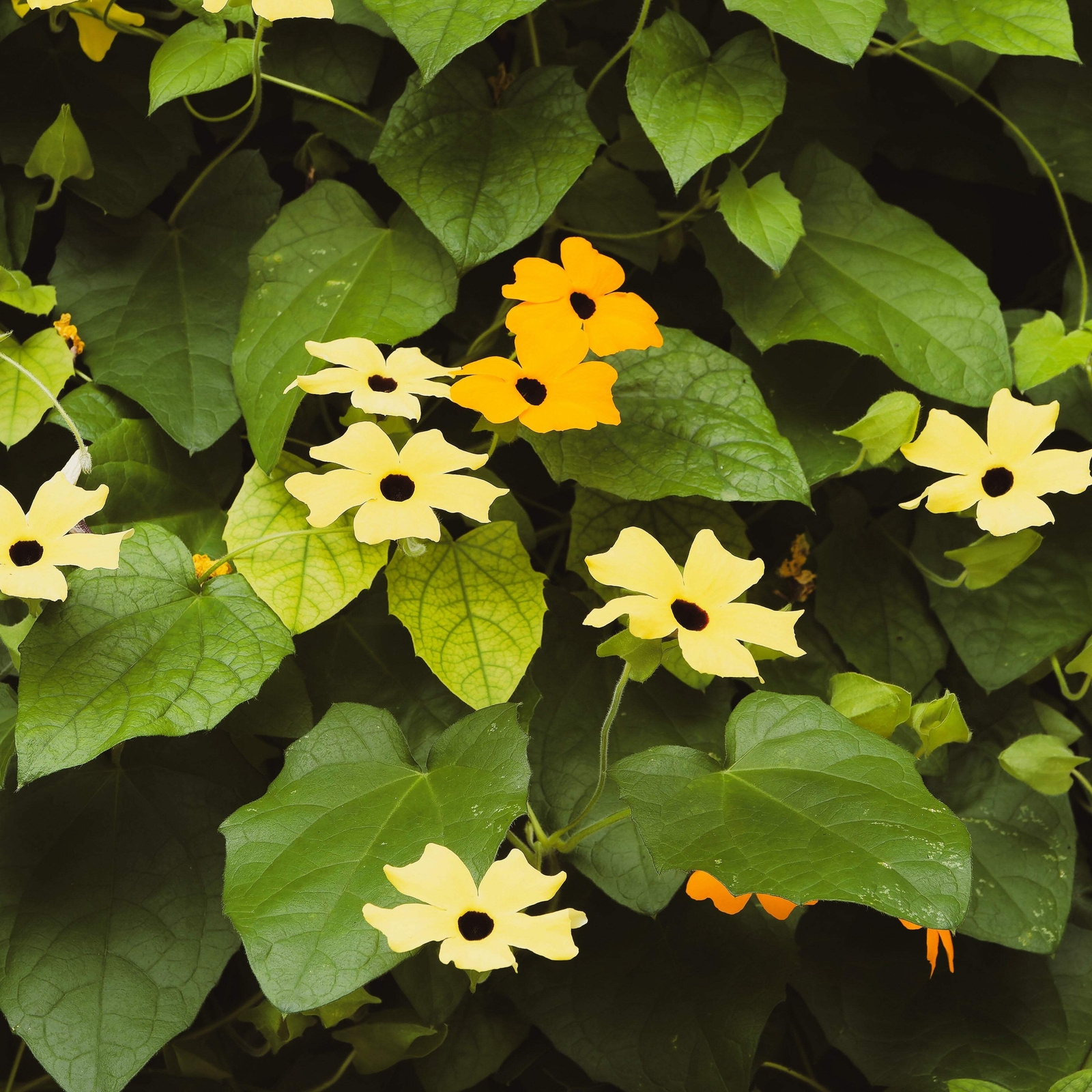 25 MIXED THUNBERGIA Alata VINE Black Eyed Susan Orange White Yellow Flower Seeds