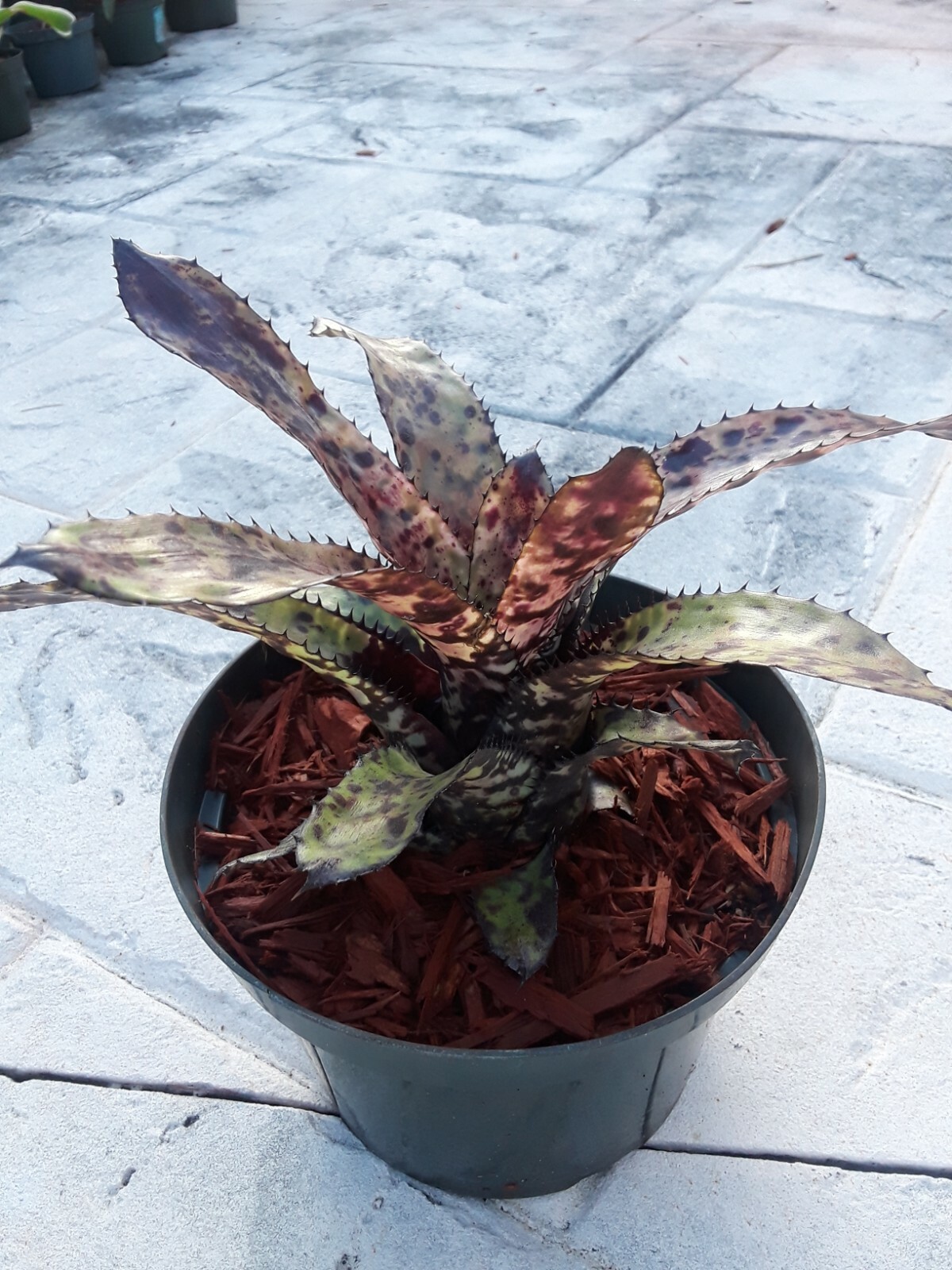 Aechmea ORLANDIANA DARK FORM Bromeliad one tropical plant *MEDIUM*