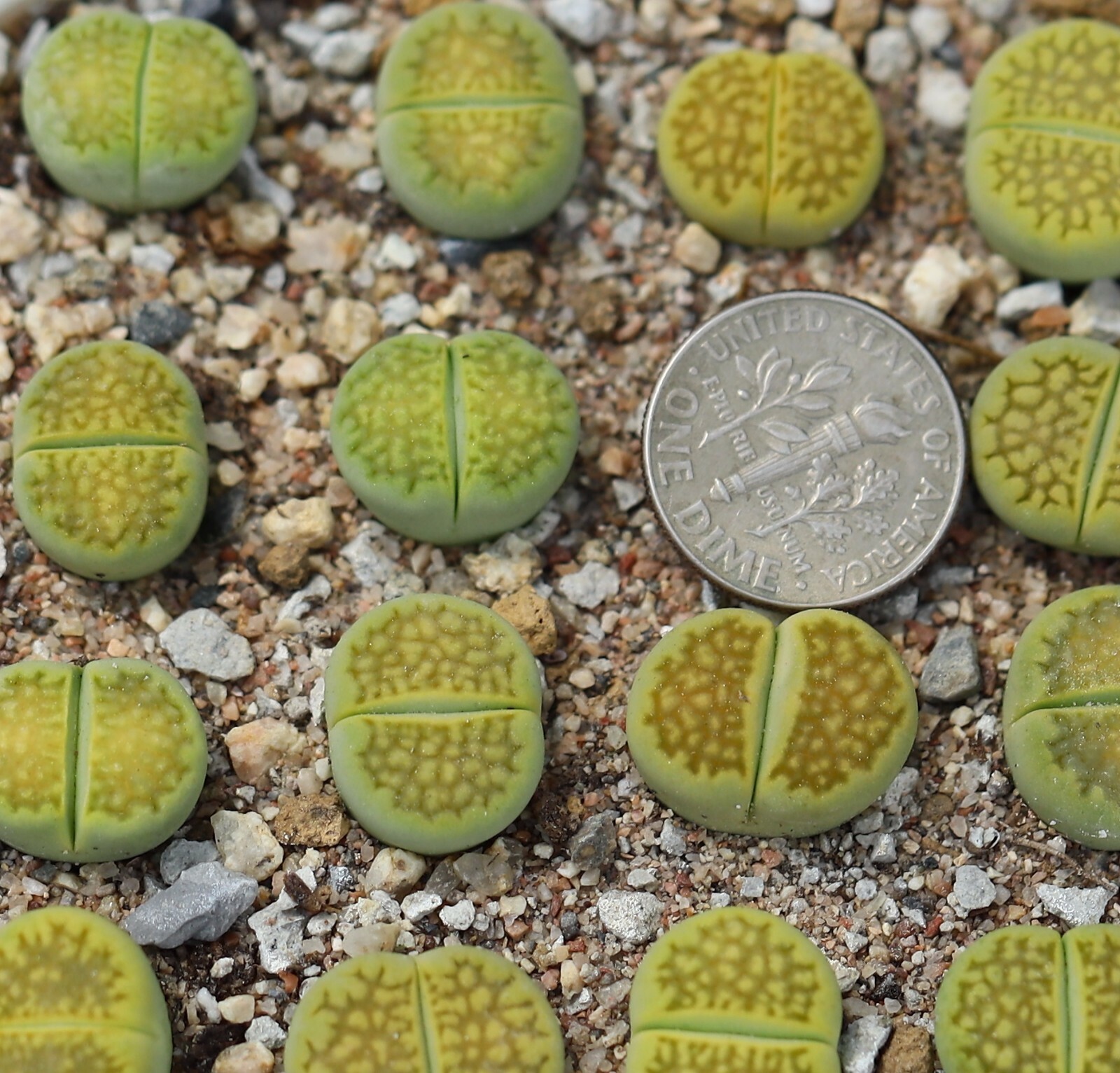 Plant -one- Lithops hallii ‘Green Soapstone’ C111A