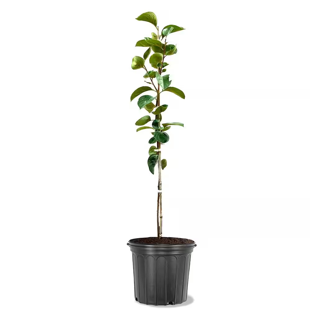 5 Gal. Saijo Persimmon Tree – Sweet, Self-Pollinating Fruit Tree for Home Garden