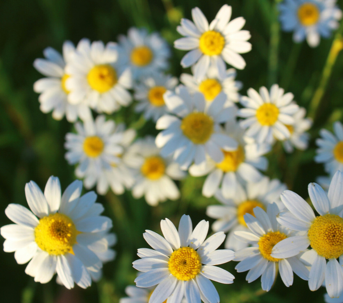100+ German Chamomile Seeds, Medicinal Flowering Herb White, Free Shipping