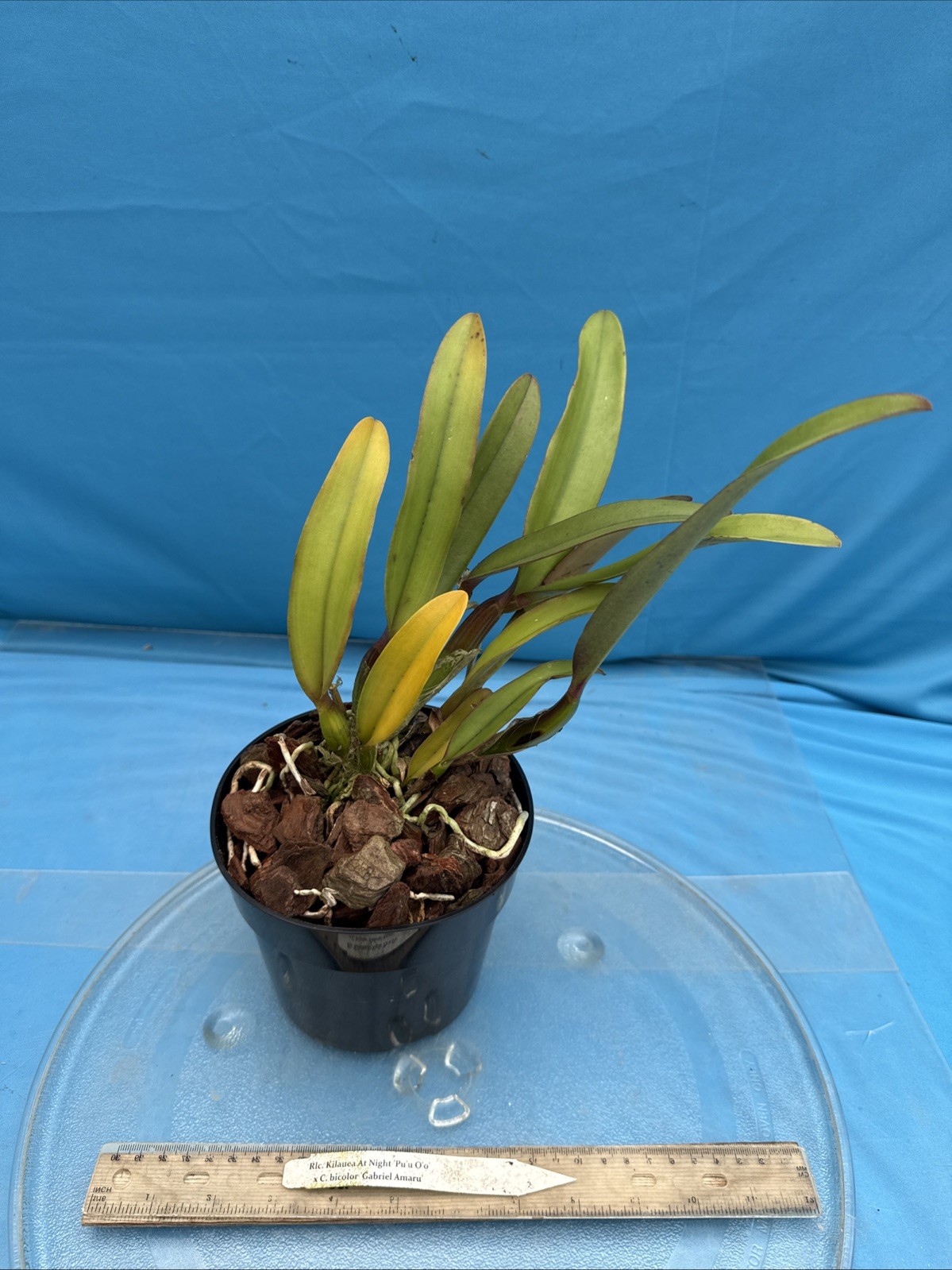 Rlc Kilauea At Night ‘Pu’u O’o’ X C. bicolor ‘Gabriel Amaru’ Orchid Eros 7” Pot