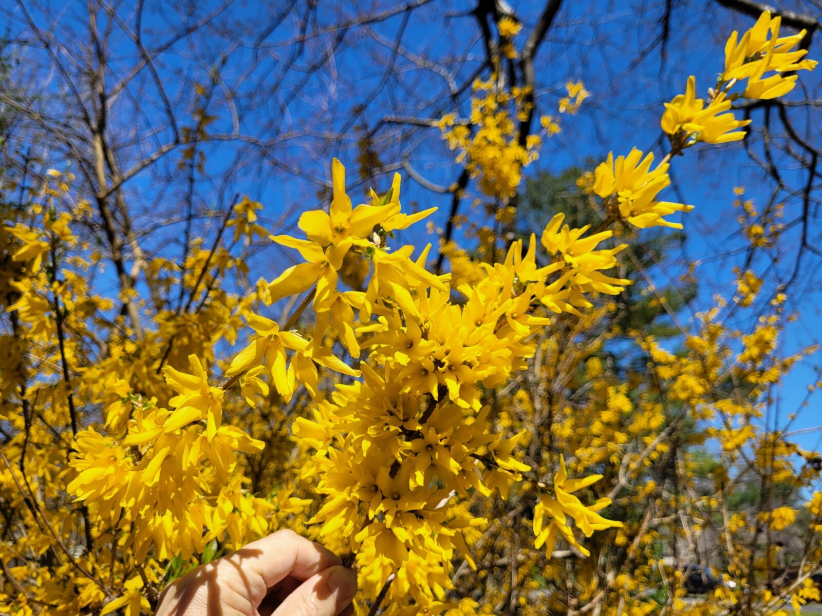 10+5 cuttings Golden Forsythia Gold, hardy bush, ornamental, privacy hedge