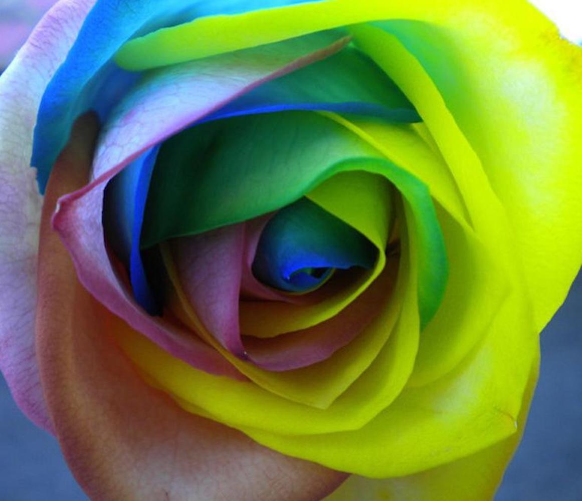 25pc RAINBOW ROSE SEEDS Garden Plant Flower rare exotic USA seller FREE shipping