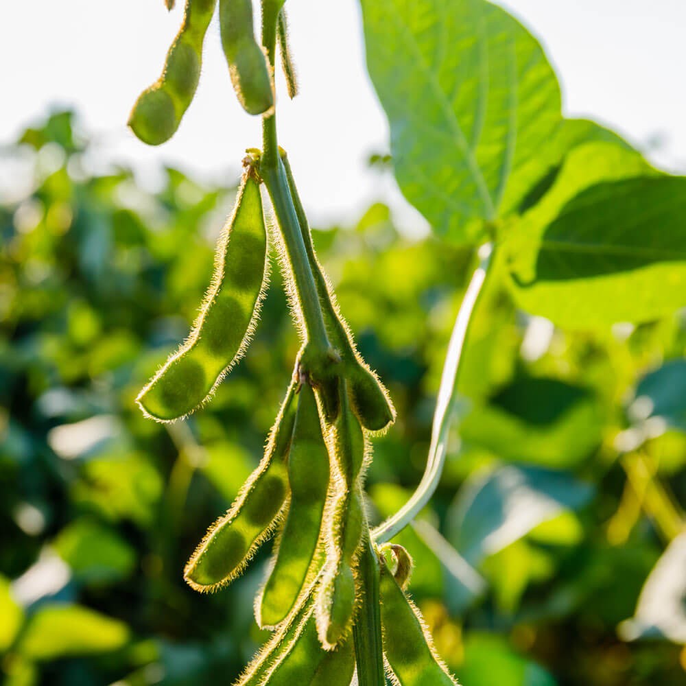 50 LBS KS 5120N Soybean Seeds For Forage