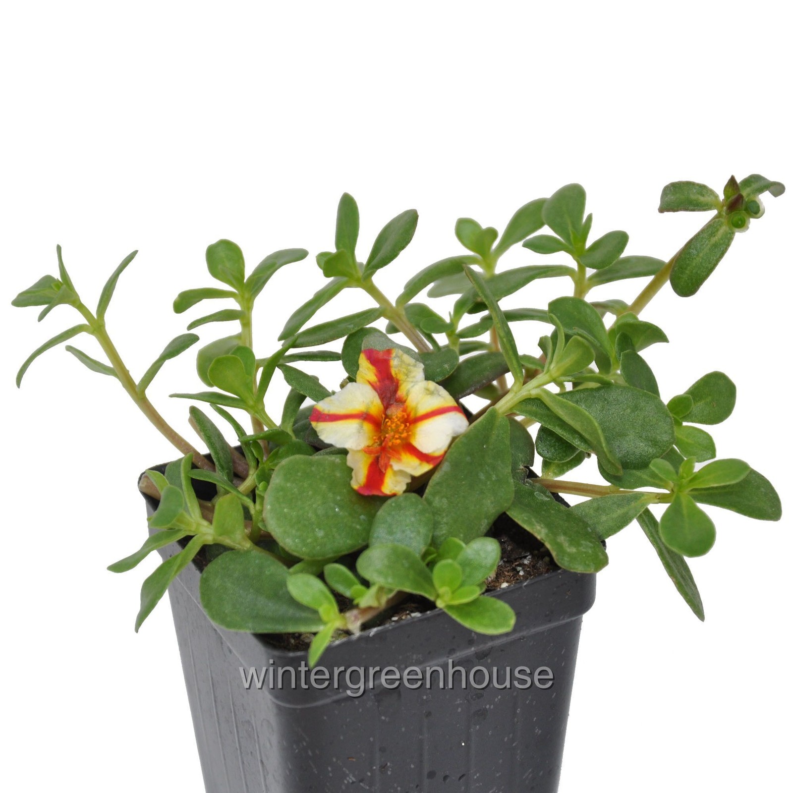 Portulaca oleracea, Moss Rose, Seaglass Watermelon Punch