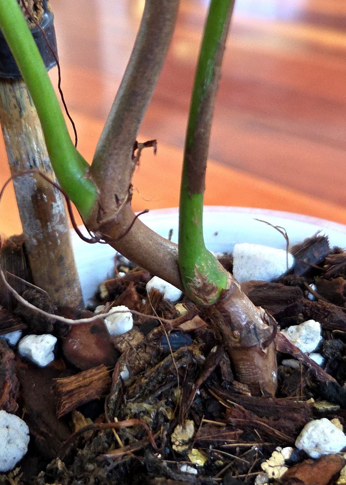 Rare Philodendron Patriciae X Esmeraldense Narrow 22″ Tall No Anthurium Monstera