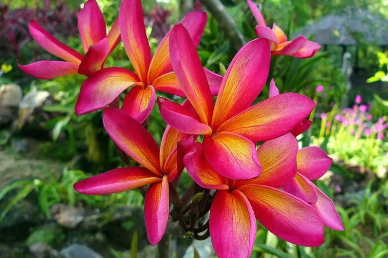 Mexican Red Plumeria Temple Tree Seeds (P. rubra) Tropical Frangipani Flower