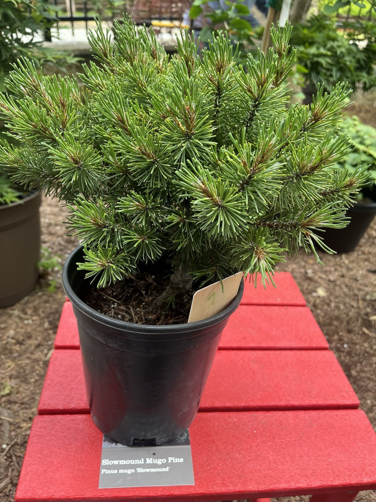 Slowmound Mugo Pine “Pinus Mugo” Pre-bonsai