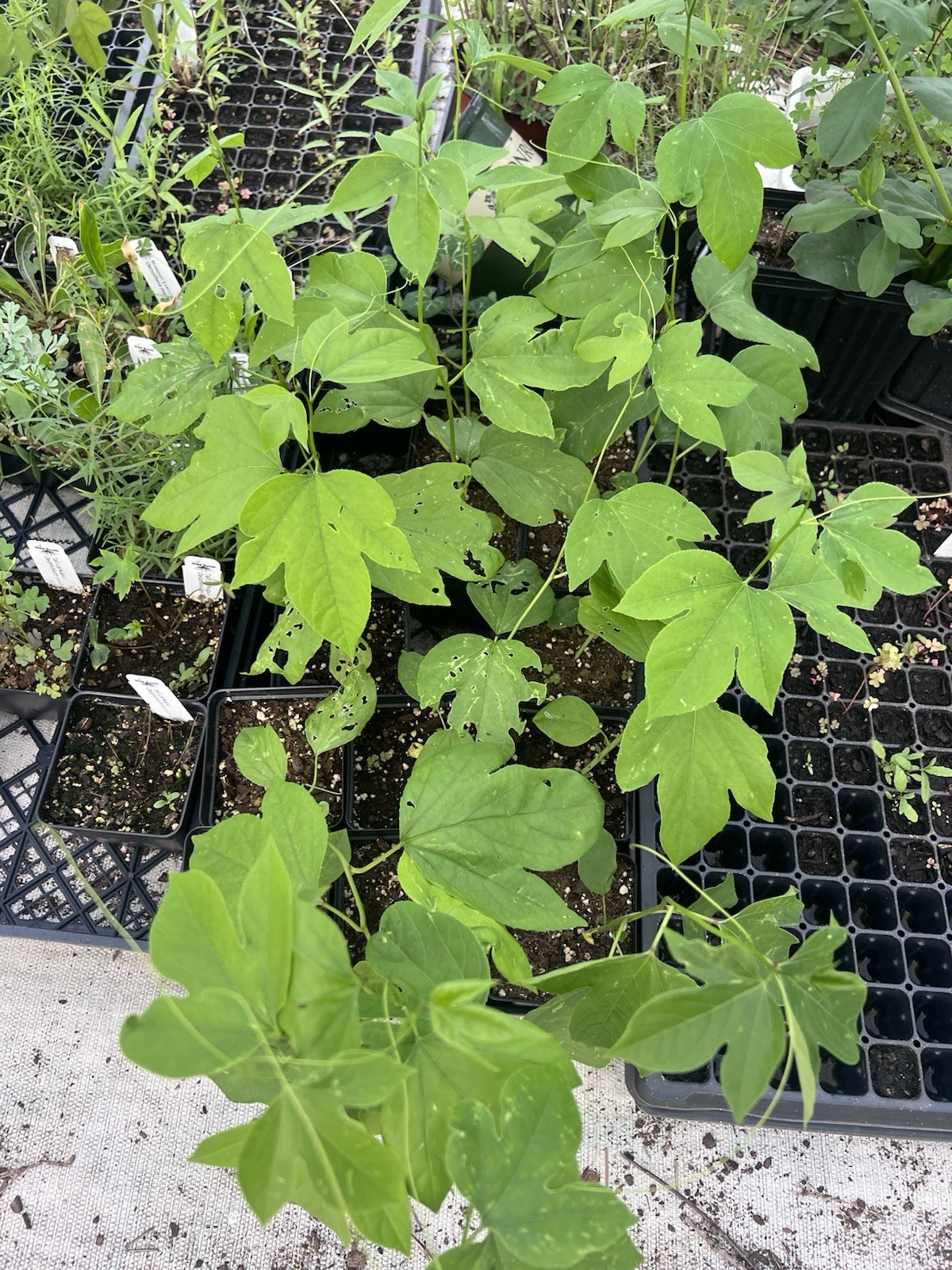 Maypop Passion Flower Plant Passiflora Incarnata, Live, 6-8 Inch Height, 4″ Pot