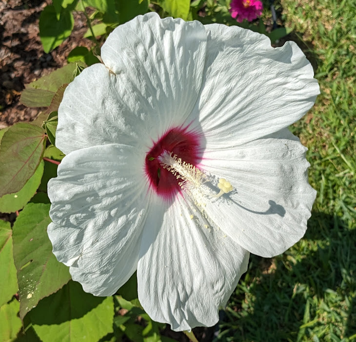 WHITE HIBISCUS MOSCHEUTOS (SWAMP ROSE-MALLOW) 20 SEEDS ( FRESH 2023 CROP)