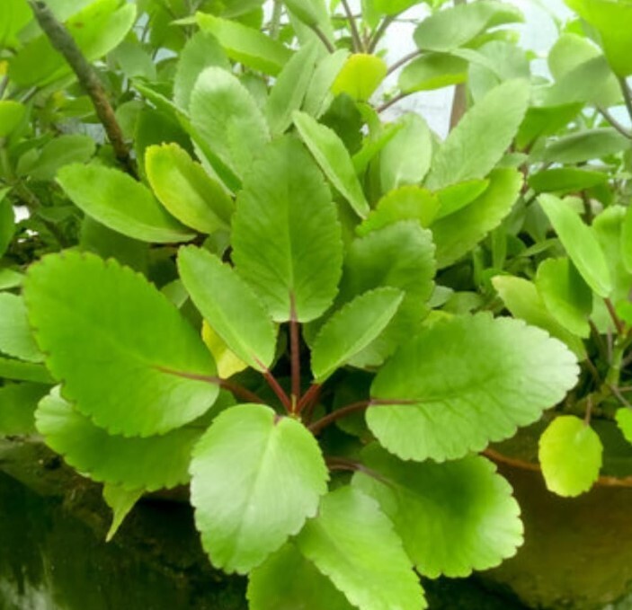 Kalanchoe Pinnata Kalanchoe Plant 6-10″ Tall, Miracle Leaf Mother of Thousand