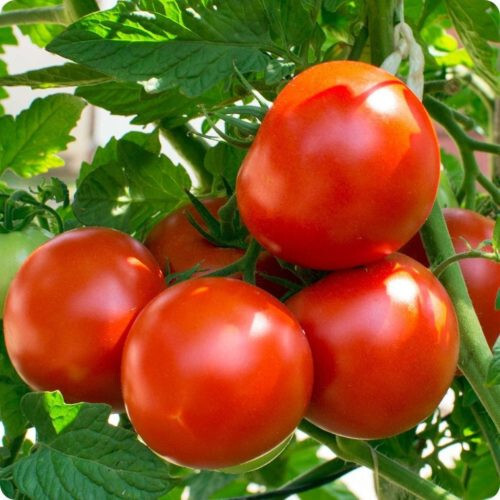 Abe Lincoln Tomato (30) Heirloom / NON-GMO / ORGANIC / FL GROWN