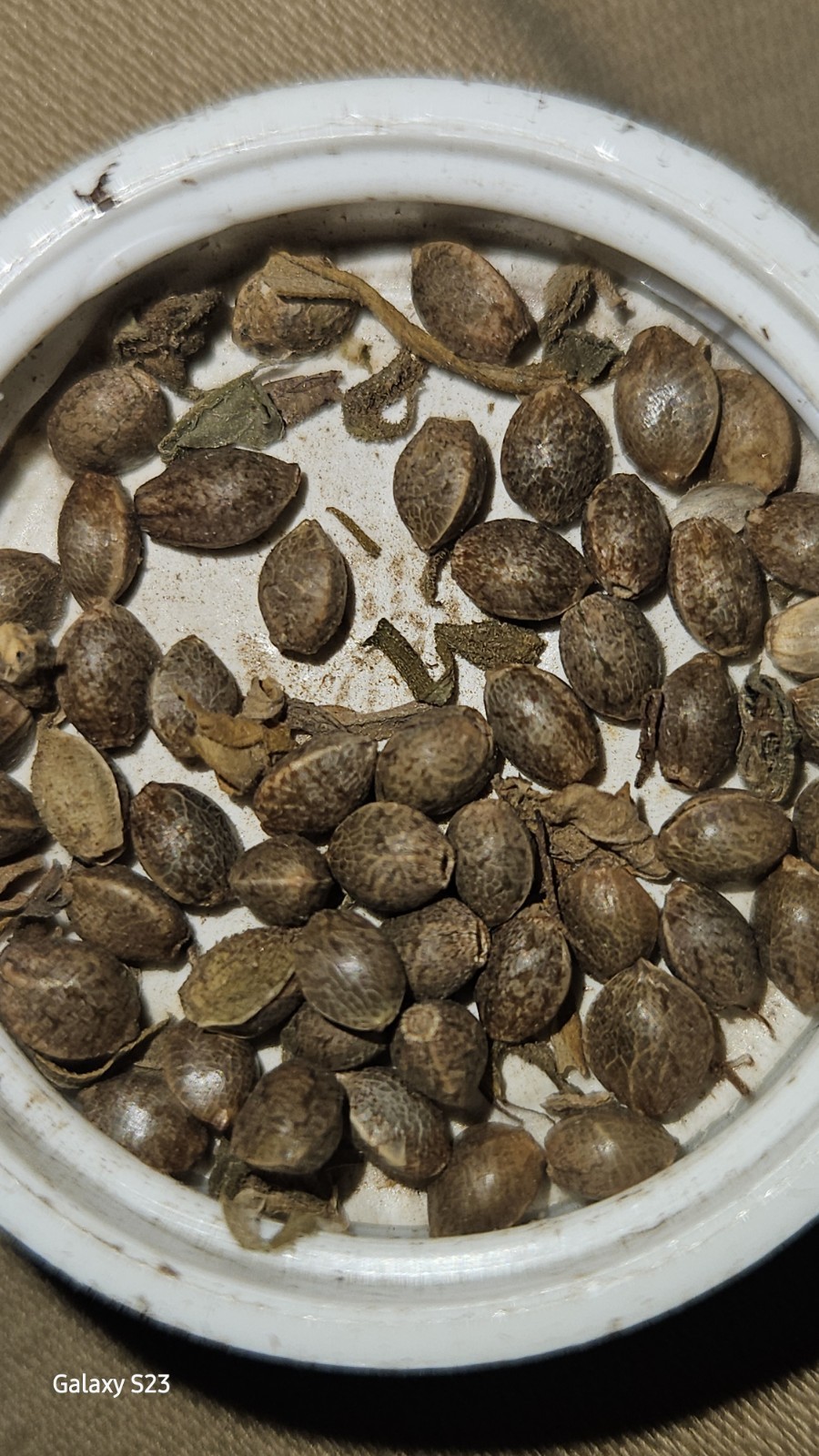 NWFLORIDA PINE SAPPLINGS SEEDS 5’TO 15′ 90 TO 120 DAY SOIL GROWN SEEDS 25per Pac