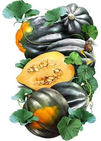 Table King Acorn Winter Squash Seeds For Planting (Cucurbita pepo)