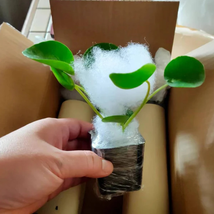 Live Pilea Peperomioides – Chinese Money Plant – 2” Pot – Easy Care Indoor