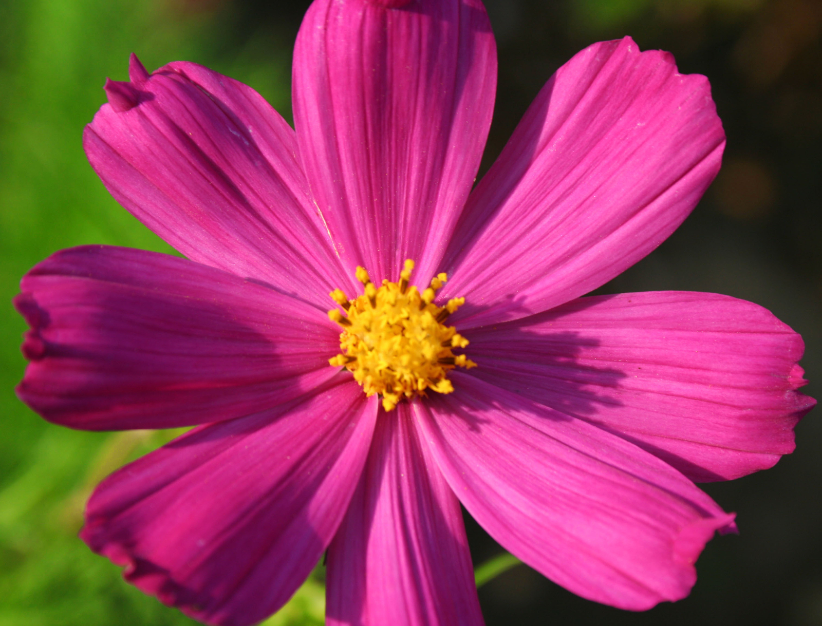 2,000 COSMOS BIPINNATUS Seeds (Dazzler Cosmos) | NON-GMO | Free shipping