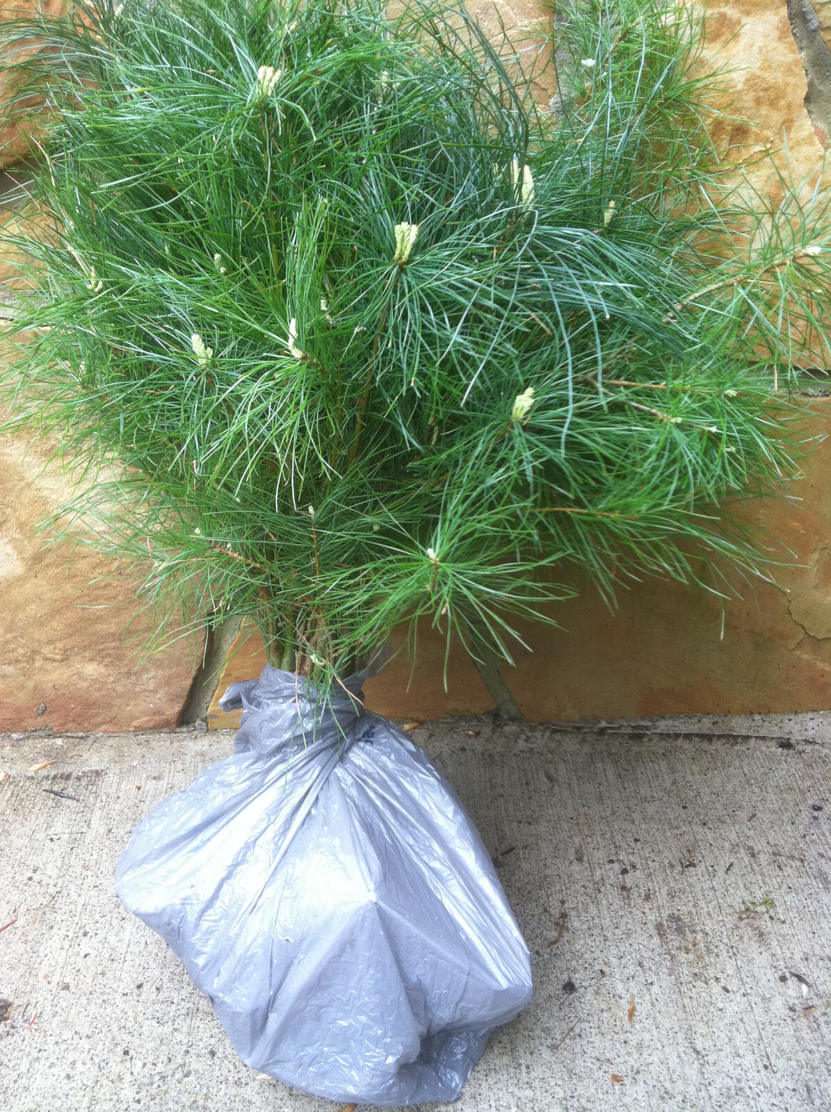 Eastern White Pine Tree Seedlings /Transplants 30″-36″;inch tall Qty-10